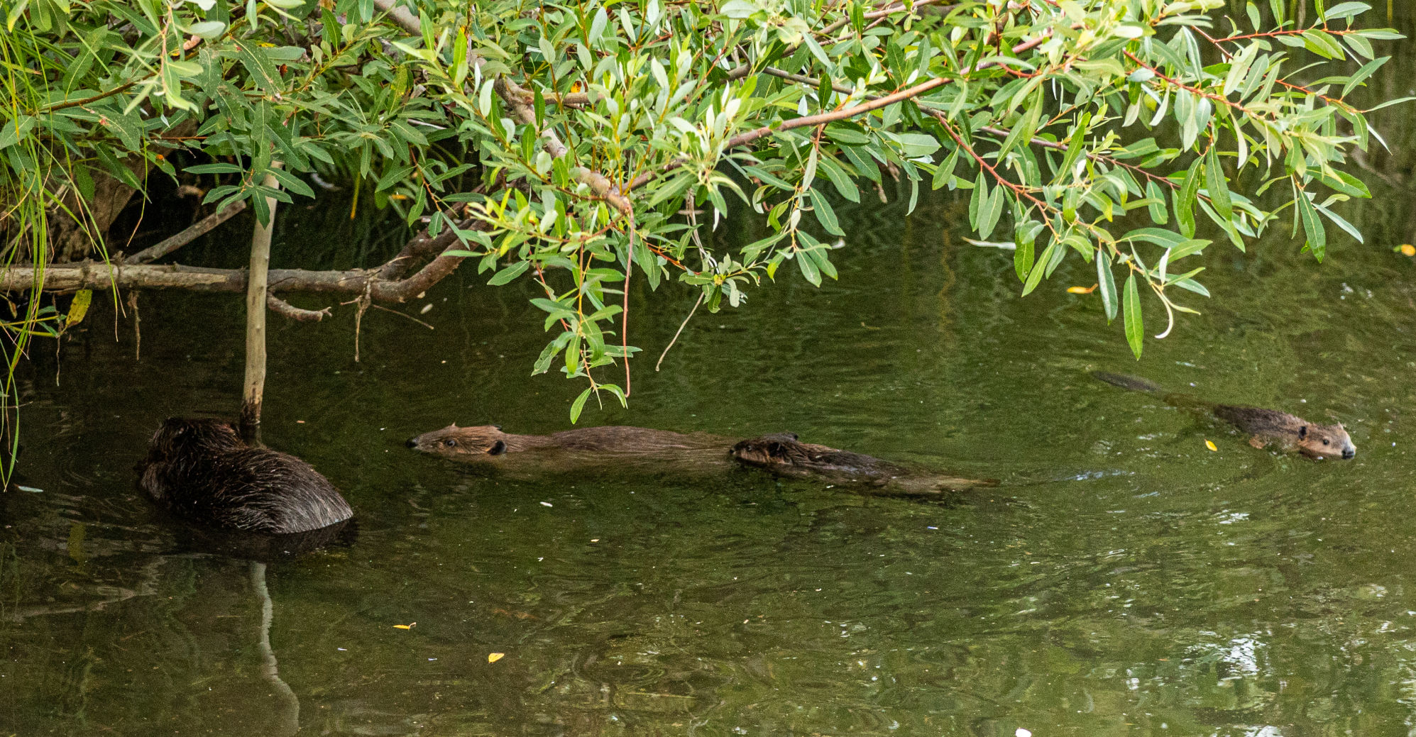 Beaver Lodge Summer 2019